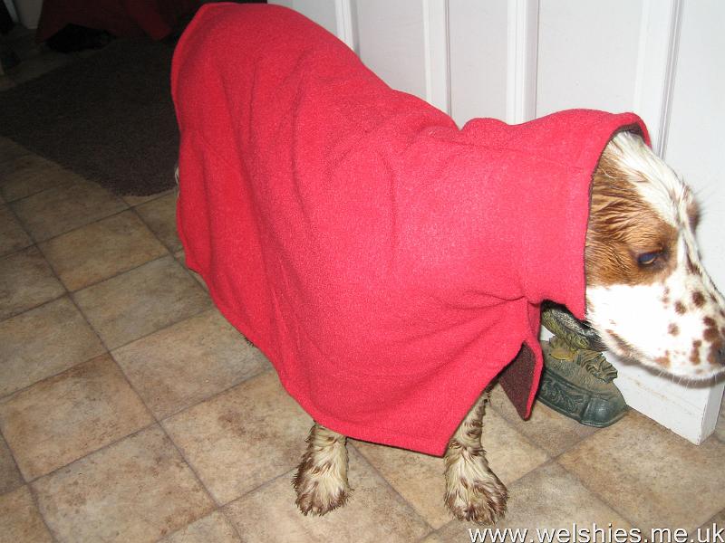 2011-05-15 03.JPG - Come on Mummy, get my ears out - I look stupid!